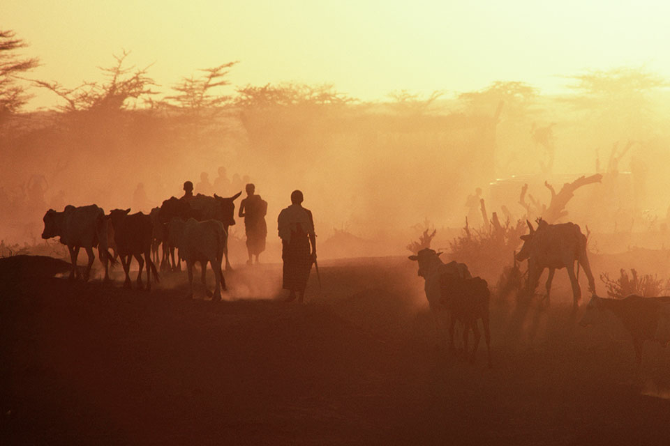Somali nomads walking with cattle in a field bordered by trees of various heights. There’s a golden, brownish tint covering the entire image, enhancing the silhouettes and softening the sharpness of the nomads and cattle.